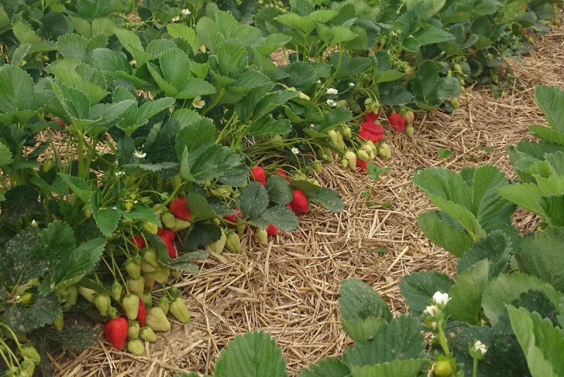 Erdbeeren beim Anbau