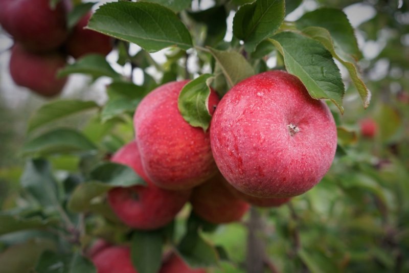 Äpfel in der Obstbauanlage